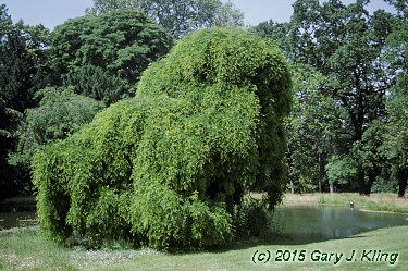 Sophora japonica 'Pendula'