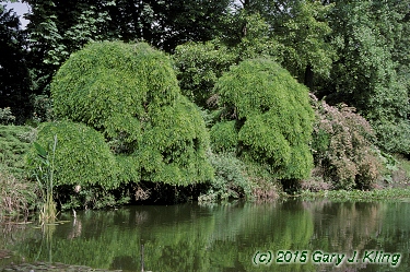 Sophora japonica 'Pendula'