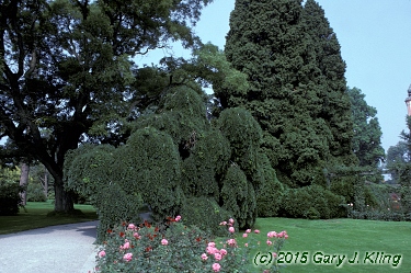 Sophora japonica 'Pendula'