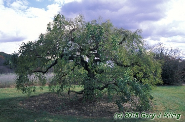 Sophora japonica 'Pendula'