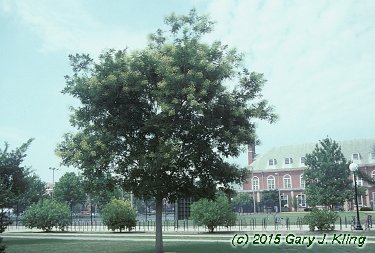 Sophora japonica