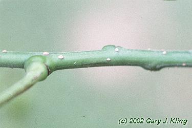 Sophora japonica