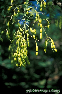 Sophora japonica