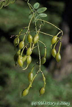 Sophora japonica