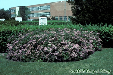 Spiraea japonica