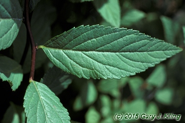 Spiraea japonica