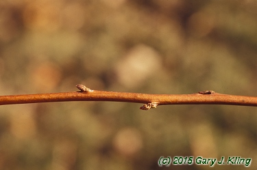 Spiraea japonica