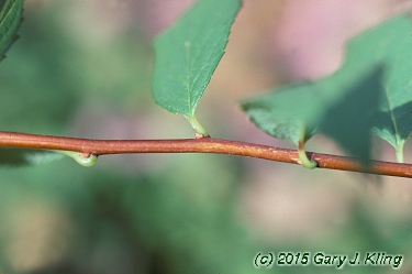 Spiraea japonica