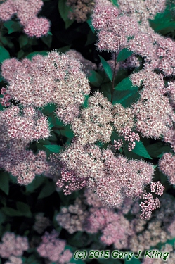 Spiraea japonica