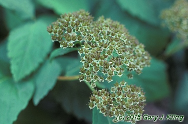 Spiraea japonica