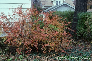 Spiraea japonica