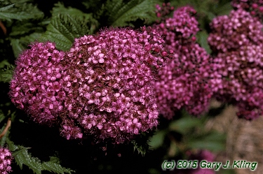 Spiraea japonica 'Crispa'