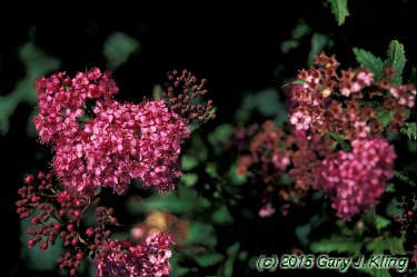 Spiraea japonica 'Crispa'