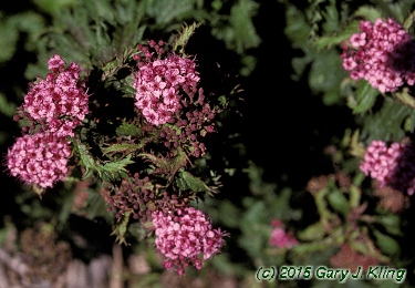 Spiraea japonica 'Crispa'
