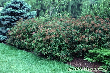 Spiraea japonica 'Froebeli'