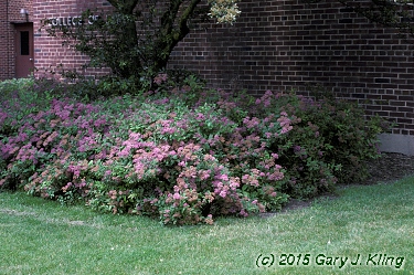 Spiraea japonica 'Froebeli'