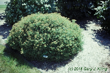 Spiraea japonica 'Little Princess'