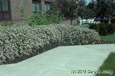 Spiraea japonica 'Little Princess'