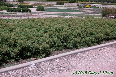 Spiraea japonica 'Little Princess'