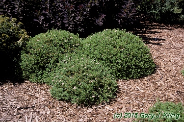 Spiraea japonica 'Nana'