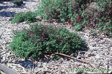 Spiraea japonica 'Nana'