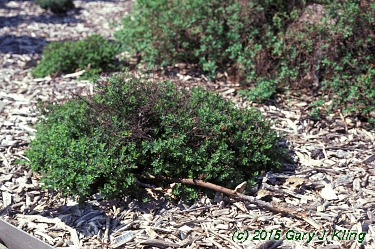 Spiraea japonica 'Nana'