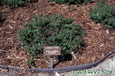 Spiraea japonica 'Nana'