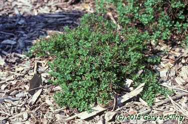 Spiraea japonica 'Nana'