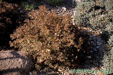 Spiraea japonica 'Nana'