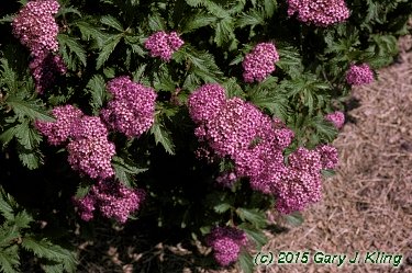 Spiraea japonica 'Crispa'