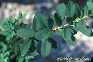 Spiraea nipponica 'Snowmound'