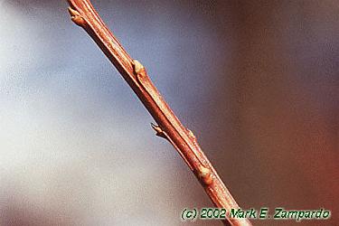 Spiraea nipponica 'Snowmound'