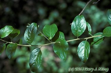 Spiraea prunifolia