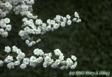 Spiraea prunifolia