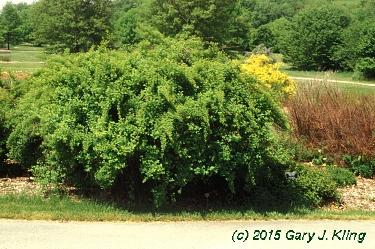 Spiraea x vanhouttei