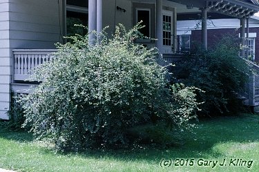 Spiraea x vanhouttei