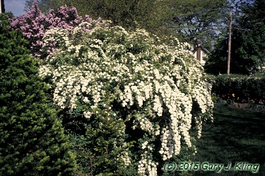 Spiraea x vanhouttei