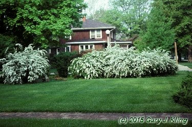 Spiraea x vanhouttei