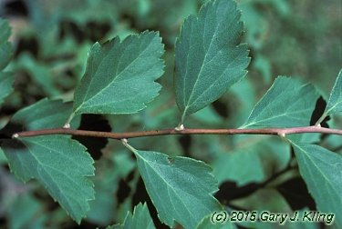 Spiraea x vanhouttei