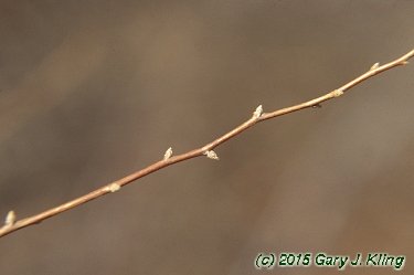 Spiraea x vanhouttei