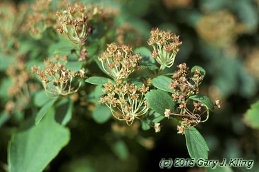 Spiraea x vanhouttei