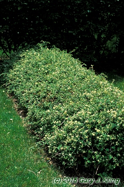 Stephanandra incisa 'Crispa'