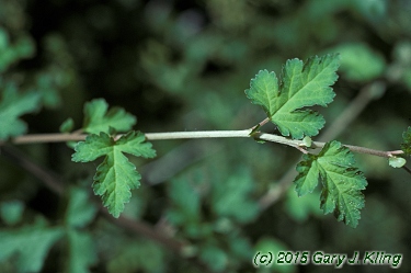 Stephanandra incisa 'Crispa'
