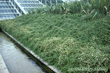 Stephanandra incisa 'Crispa'