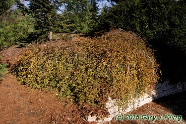 Stephanandra incisa 'Crispa'