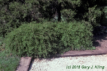 Stephanandra incisa 'Crispa'