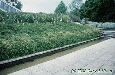 Stephanandra incisa 'Crispa'