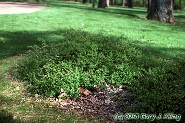 Stephanandra incisa 'Crispa'