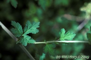Stephanandra incisa 'Crispa'