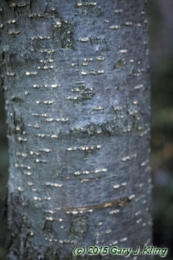 Syringa reticulata habit: UIPLANTS